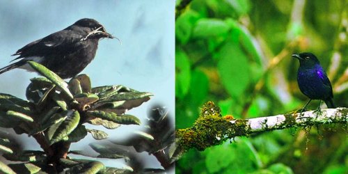 Bird watching, Horton plains national park