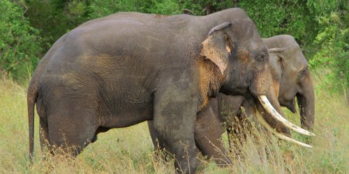 Wildlife safari, Lahugala national park