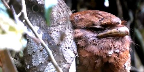 Bird watching, Sinharaja forest reserve