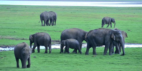 Elephants watching, Minneriya national park 