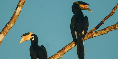 Bird watching, Wilpattu national park