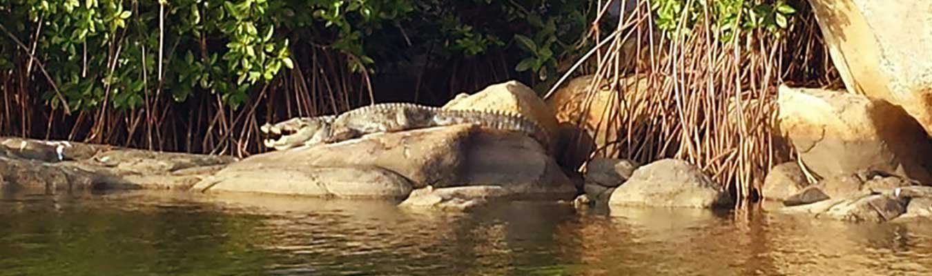 Pottuvil lagoon, Boat safari