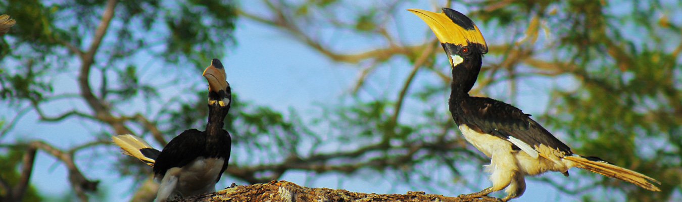 Bird watching, Kitulgala