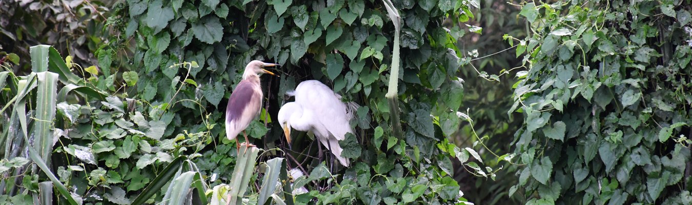 Kurulu Kele, Bird sanctuary, Kegalle