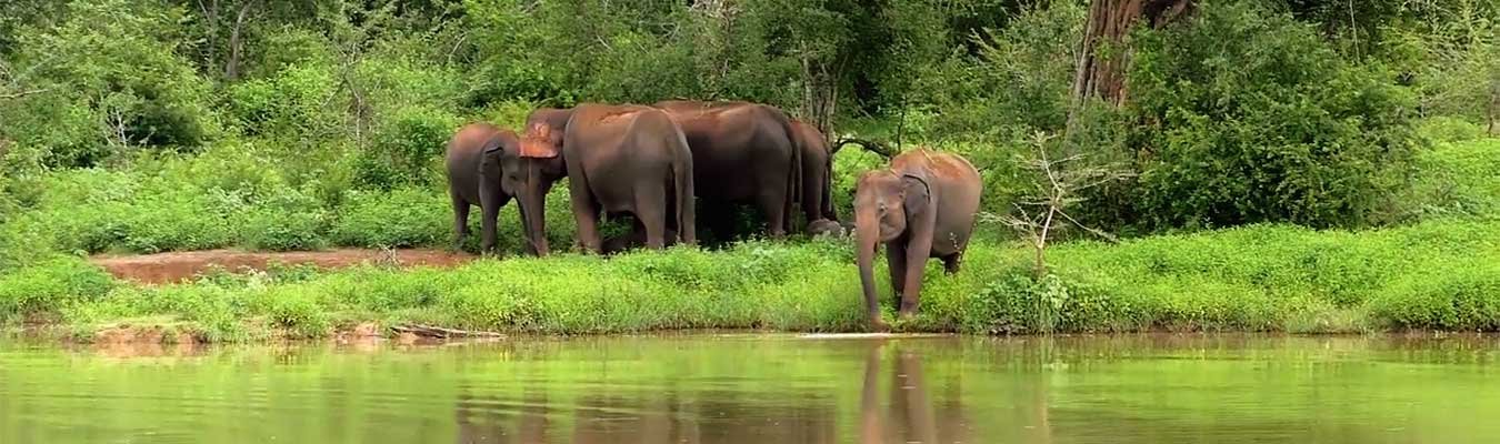 Wildlife safari, Udawalawe national park