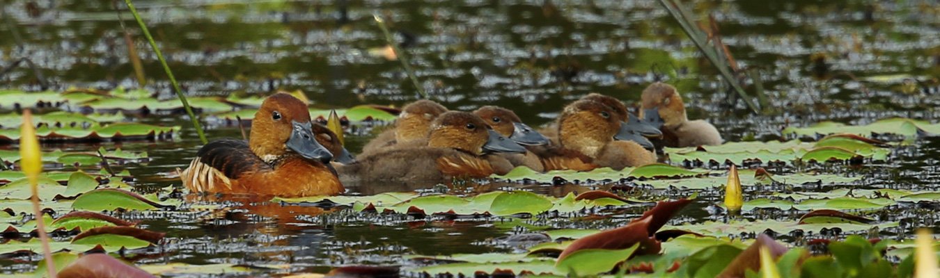 Bird watching, Anawilundawa