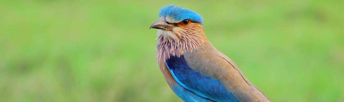 Bird watching, Sigiriya jungle