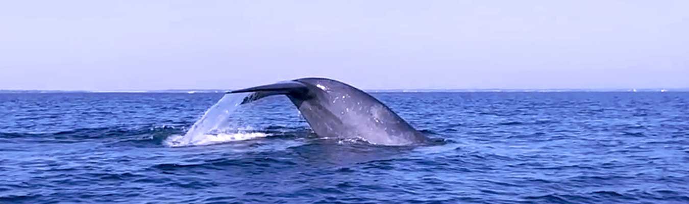 Whales watching Trincomalee