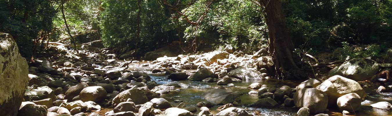 Wildlife, Knuckles Mountain Range