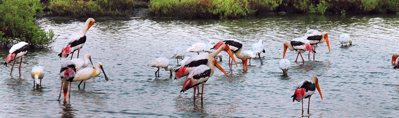 Bird watching, Vankalai sanctuary