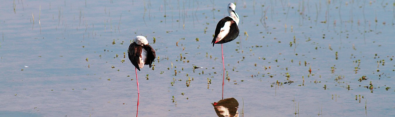 Bird watching, Kalametiya bird sanctuary