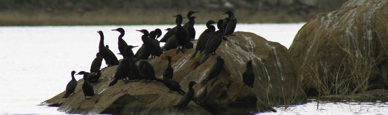 Bird watching, Gal Oya national park