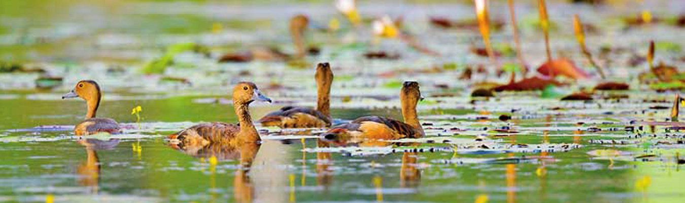 Bird watching, Muthurajawela wetland