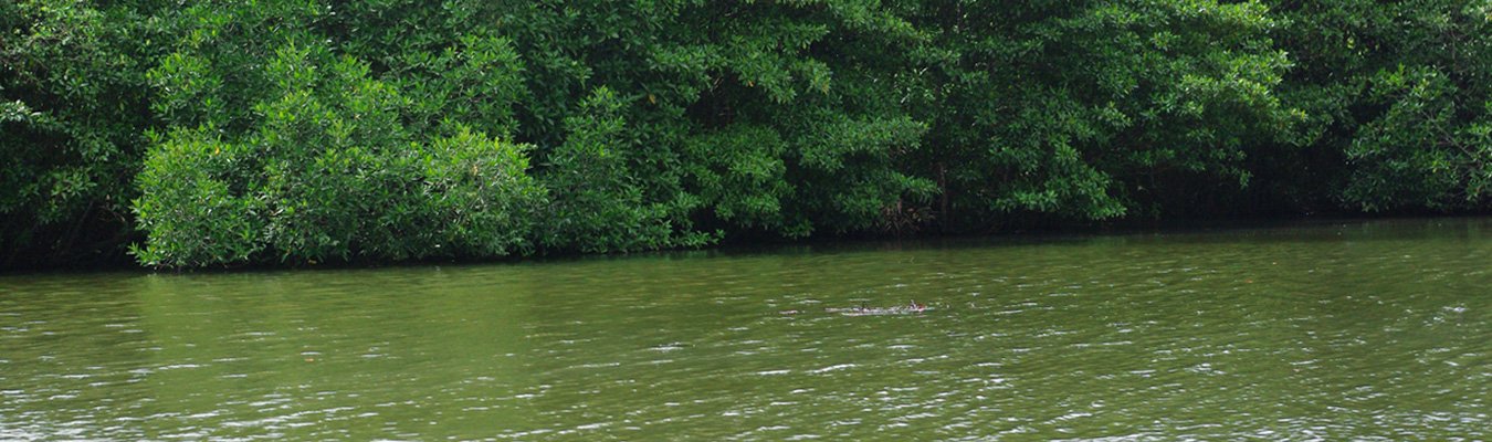 Catamaran ride, Dodanduwa Lagoon