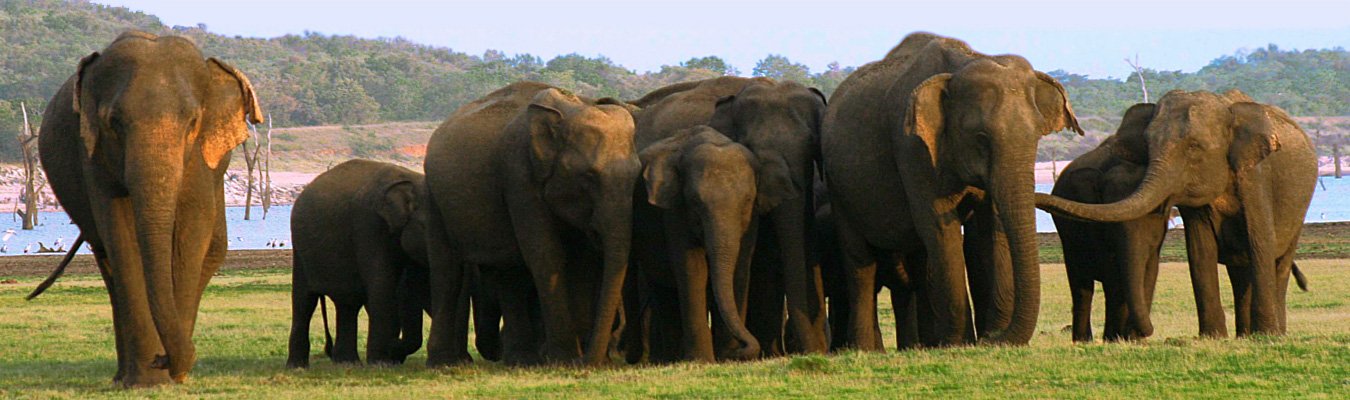 Elephant watching, Kaudulla national park