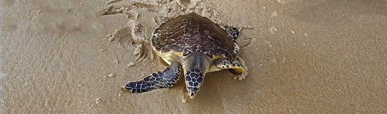 Turtle watching, Unawatuna