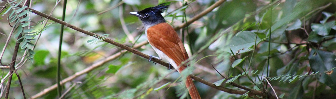 Bird sanctuary, Telwatta