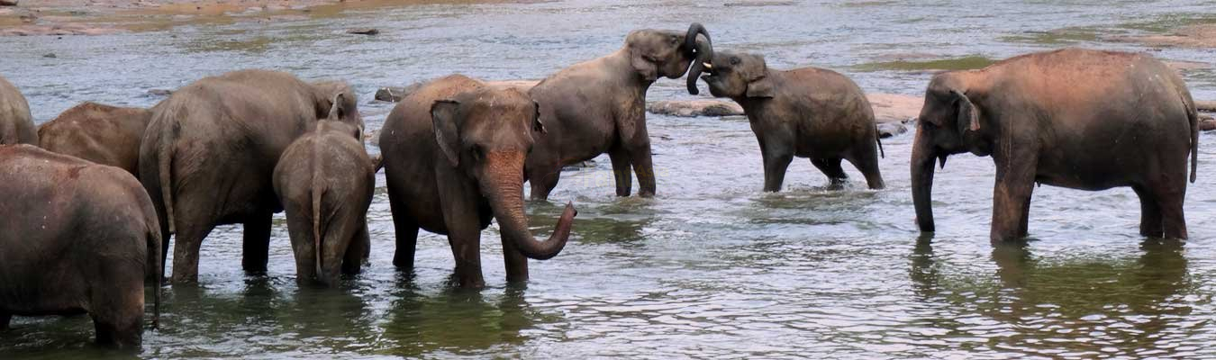 Pinnawala Elephant Orphanage - Orphaned Giants on Earth