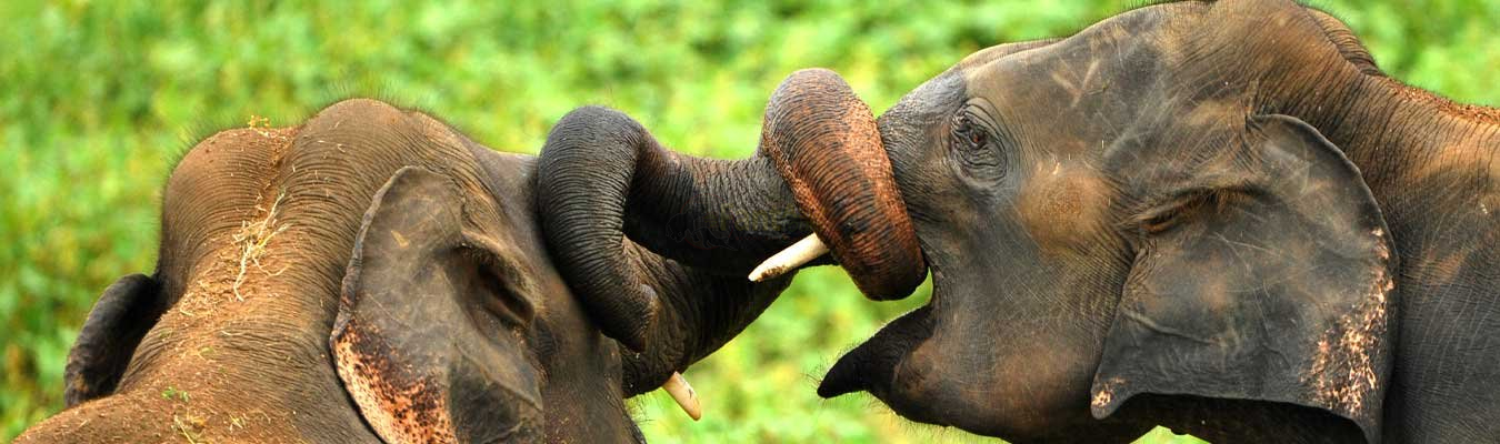 Elephants in Sri Lanka (Elephas maximus maximus)