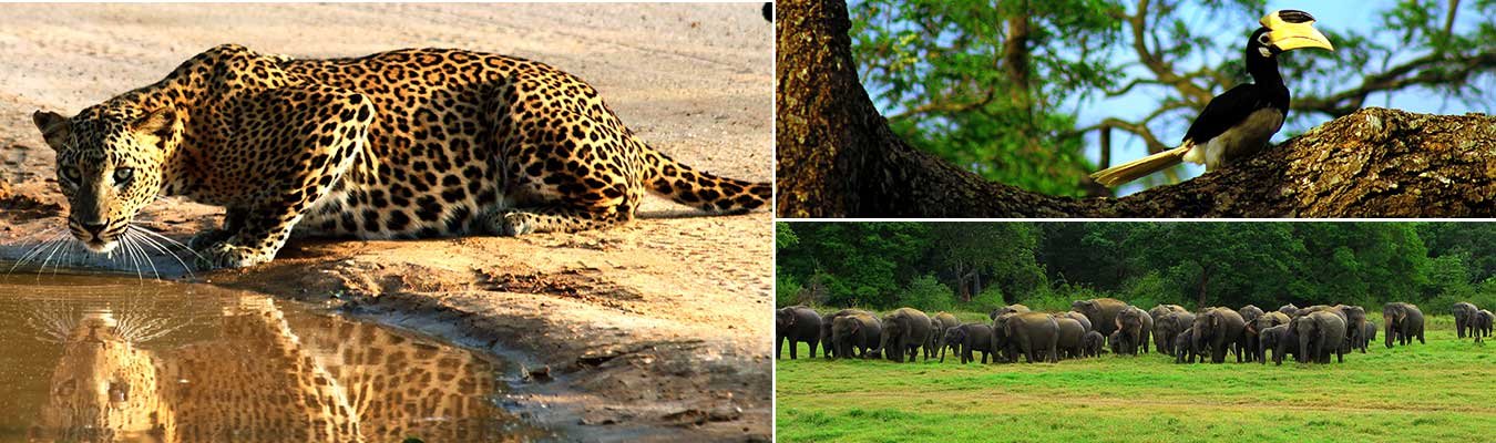 Safari Holidays - Option - III (Summer)